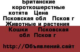 Британские короткошерстные котята › Цена ­ 3 000 - Псковская обл., Псков г. Животные и растения » Кошки   . Псковская обл.,Псков г.